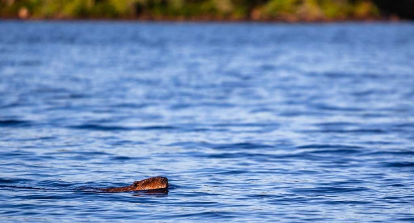 A beaver swims through blue lake water